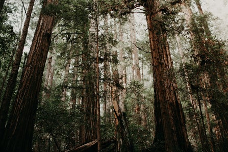Redwood trees