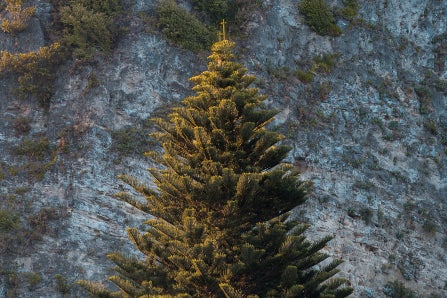 Pine Tree