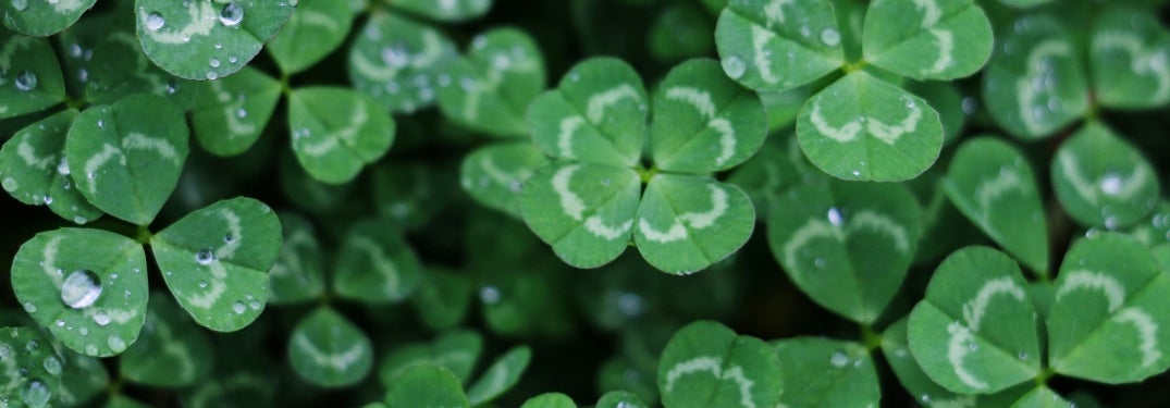 Field of Shamrocks