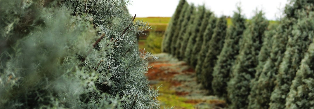 Trees on Tree Farm