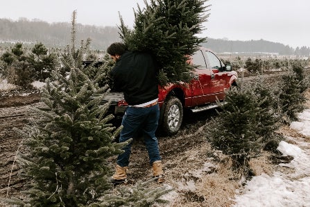 Man Carrying Freshly Cut Tree on Farm
