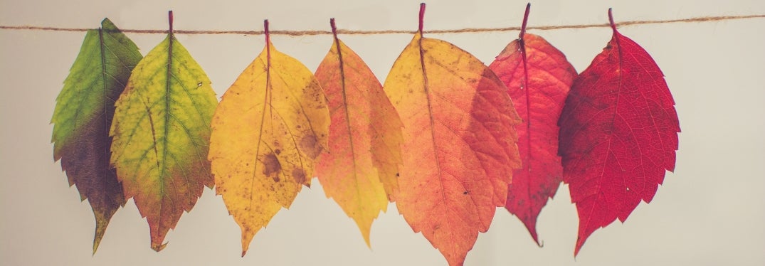 Fall Leaves in Multiple Colors