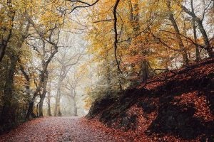 Autumn trail in recreational park 