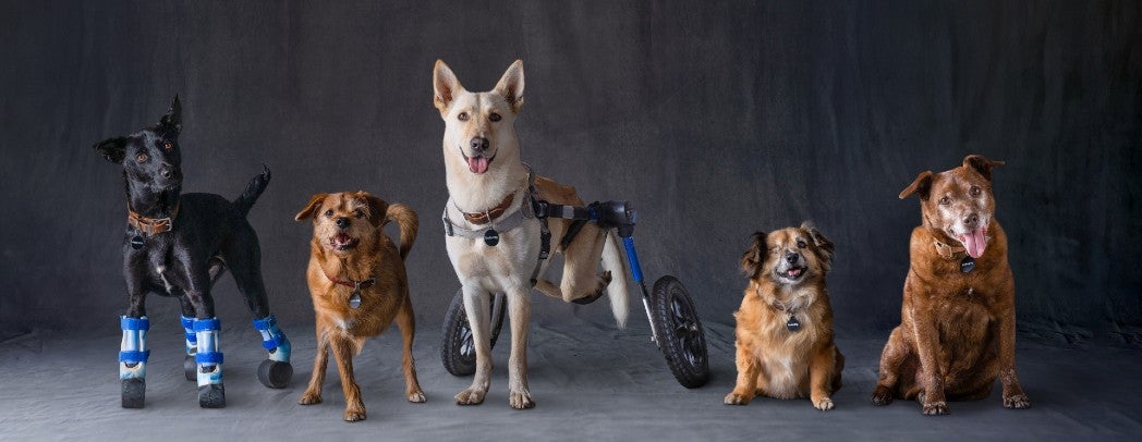 Subaru Loves Pets Month Lineup of Adopted Pets