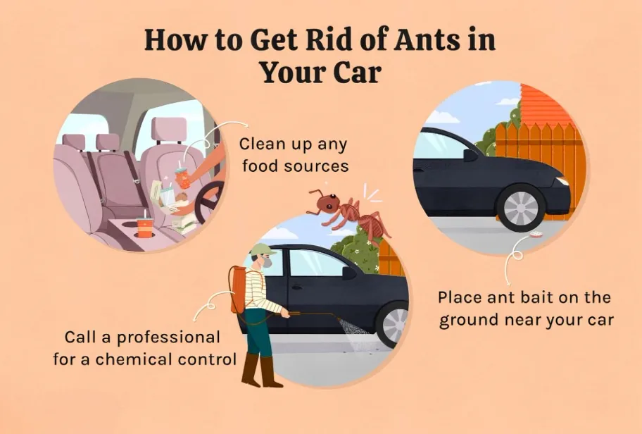 ants in cars_cleanup