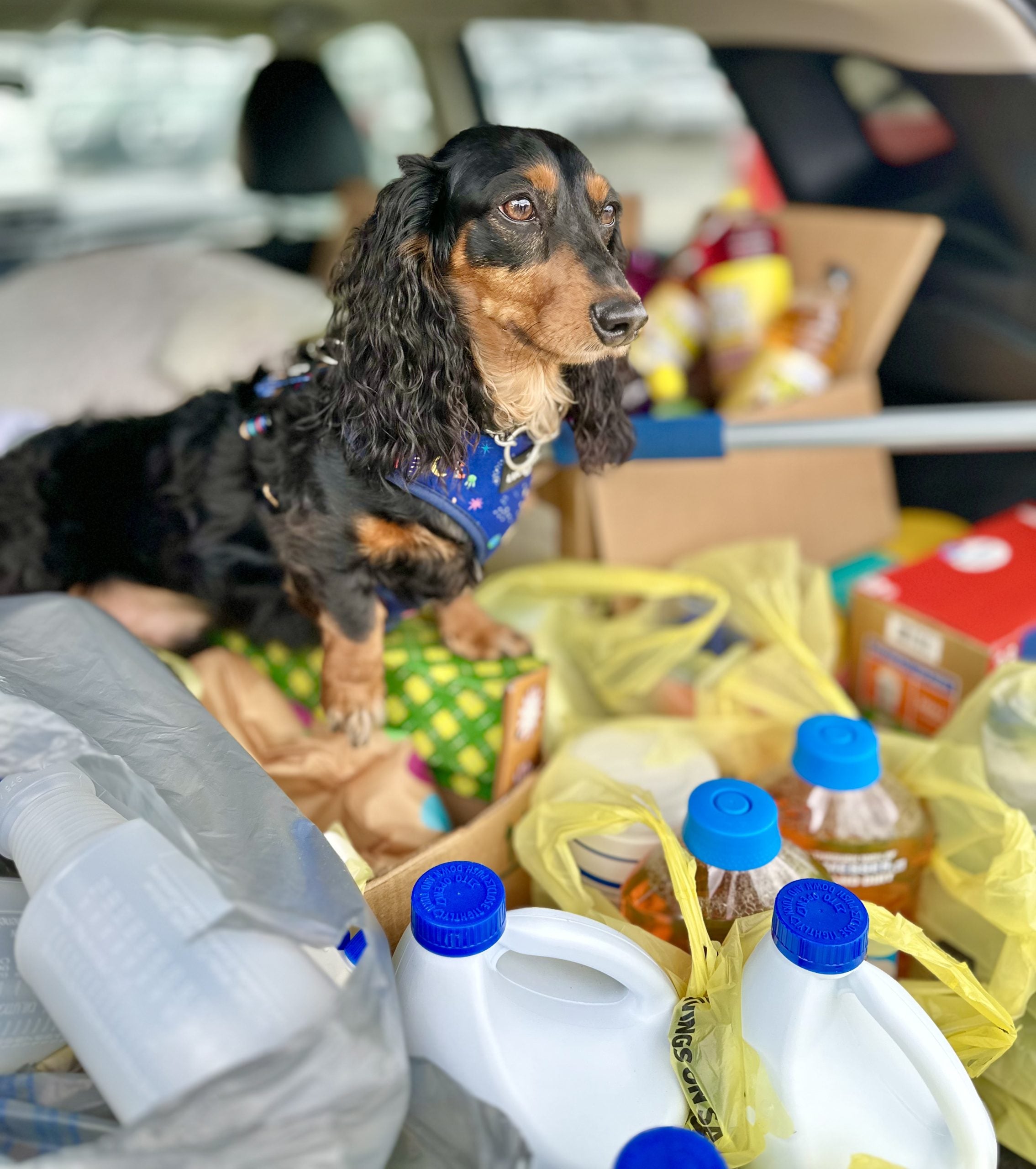 SOS Animal Shelter Load the Rogue Event at Mitchell Nissan