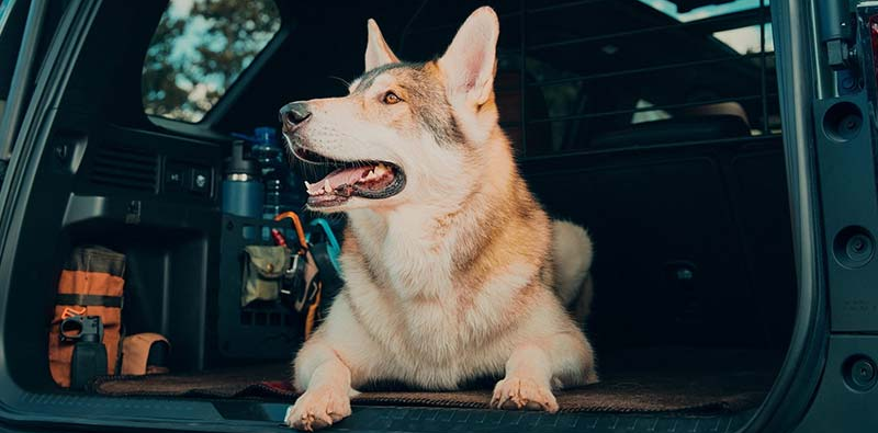 A photo of a dog in the back of a 2026 Honda Passport.