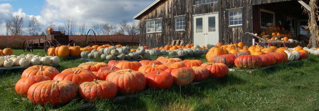 Where to Take the Kids to Buy Pumpkins in Florida