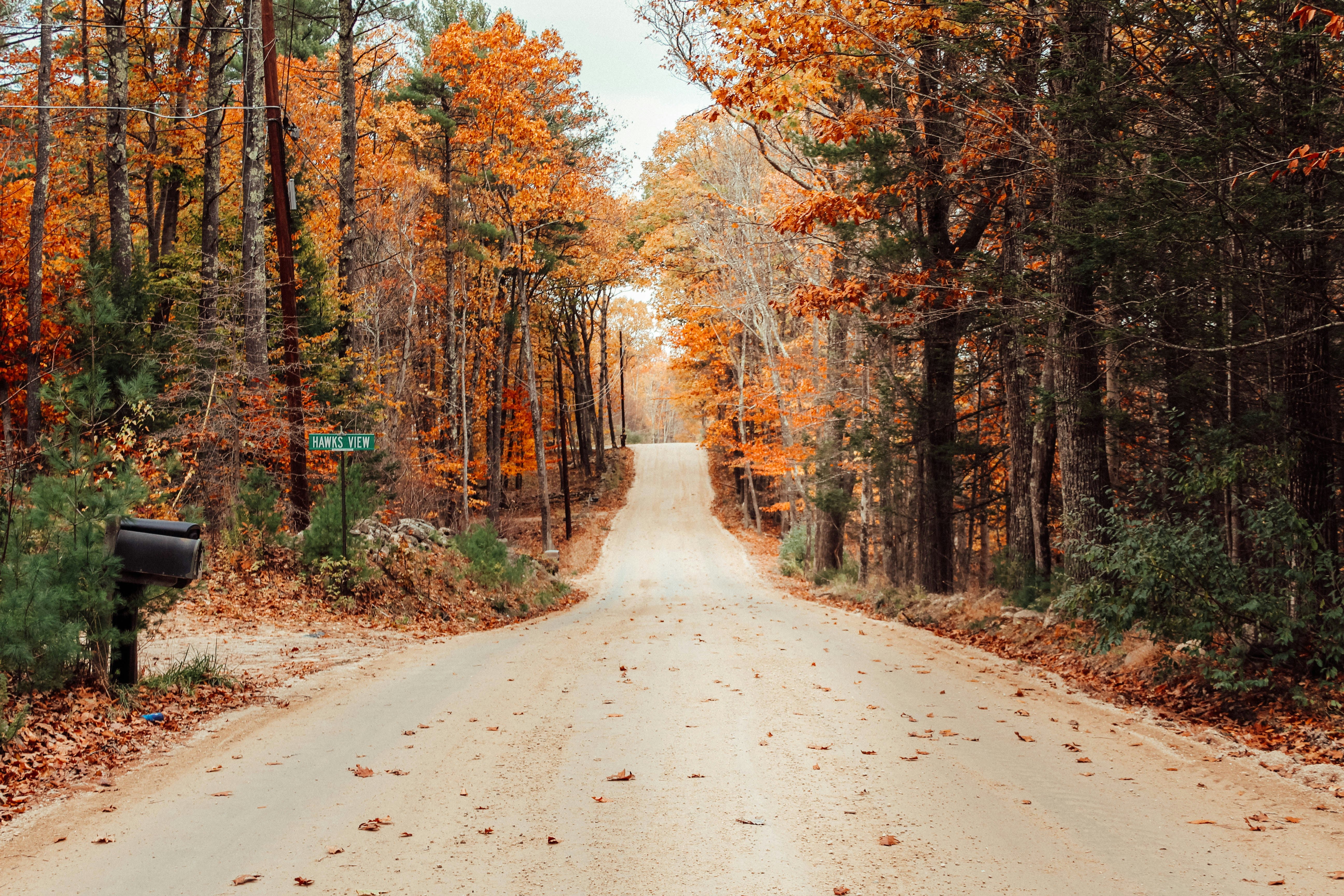 View of a leaf-covered street in a forest-like neighborhood filled with autumn trees
