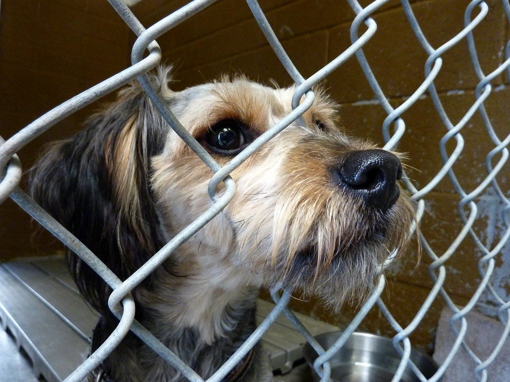 A dog up for adoption in an animal shelter in Savannah, GA