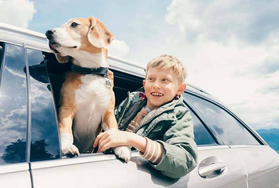 A happy young boy lying in a car Mazda CX-9 trunk next to a golden retriever with its tongue out they are smiling.