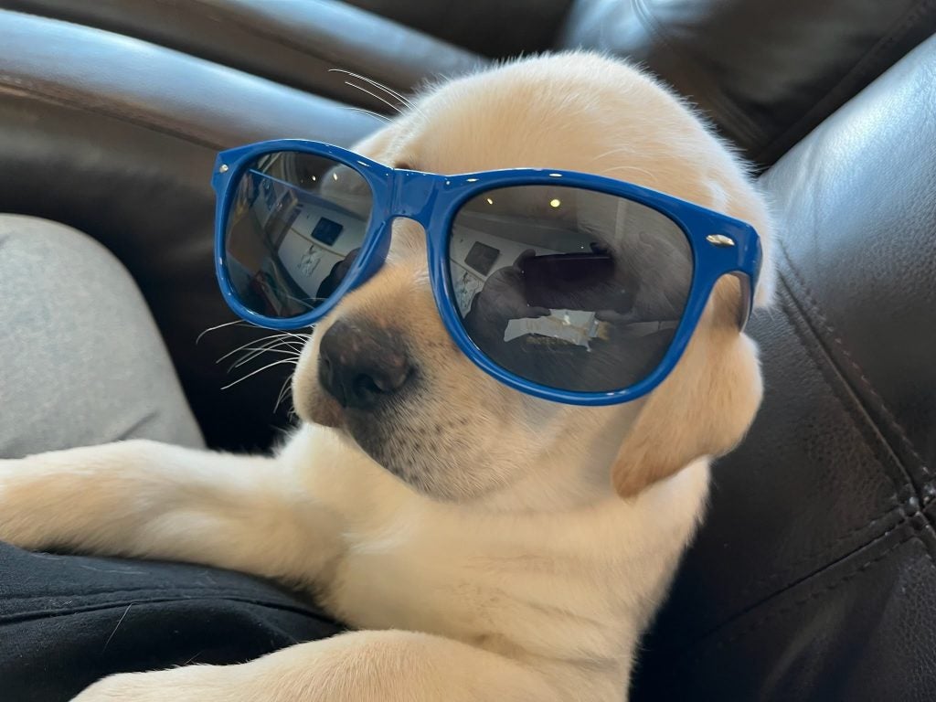 Freedom Guide Dogs Lab Puppy in Sunglasses!
