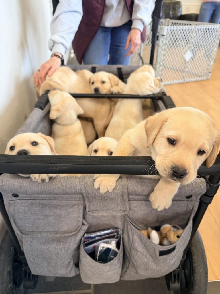 Freedom Guide Dog Puppies at Steet Toyota