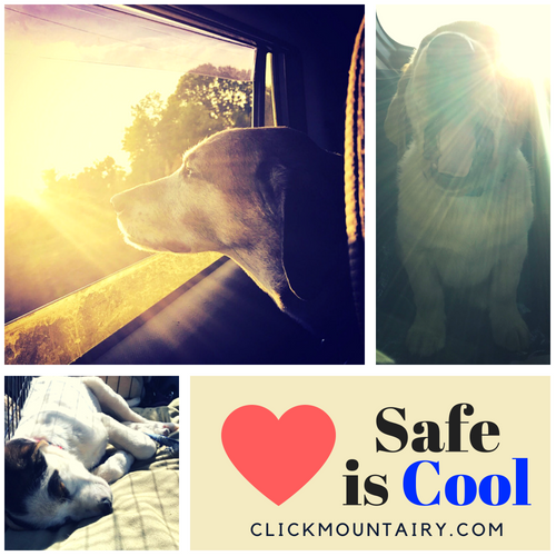Pet Safety by Mount Airy CDJRF
