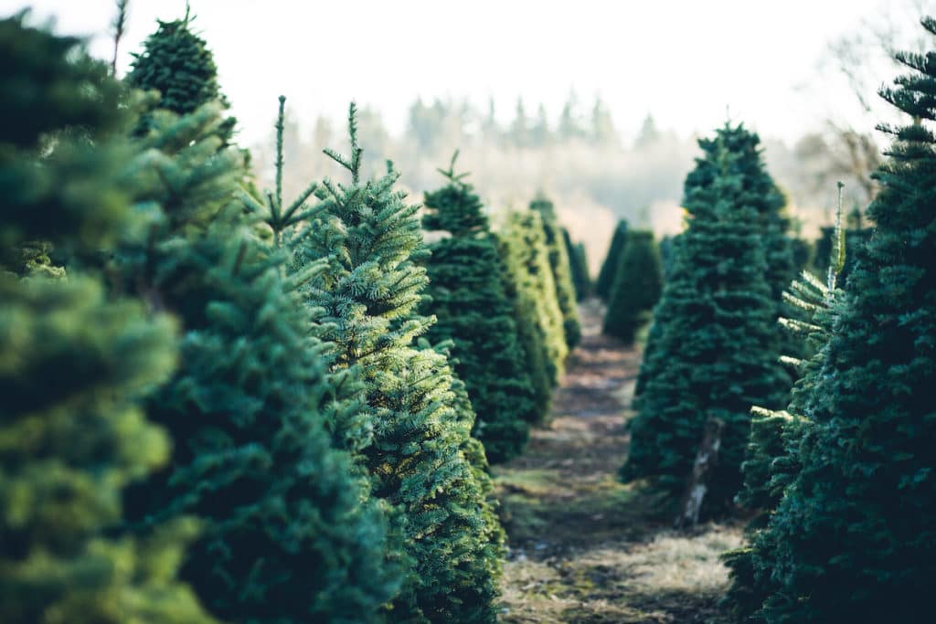 best live Christmas trees in Orlando