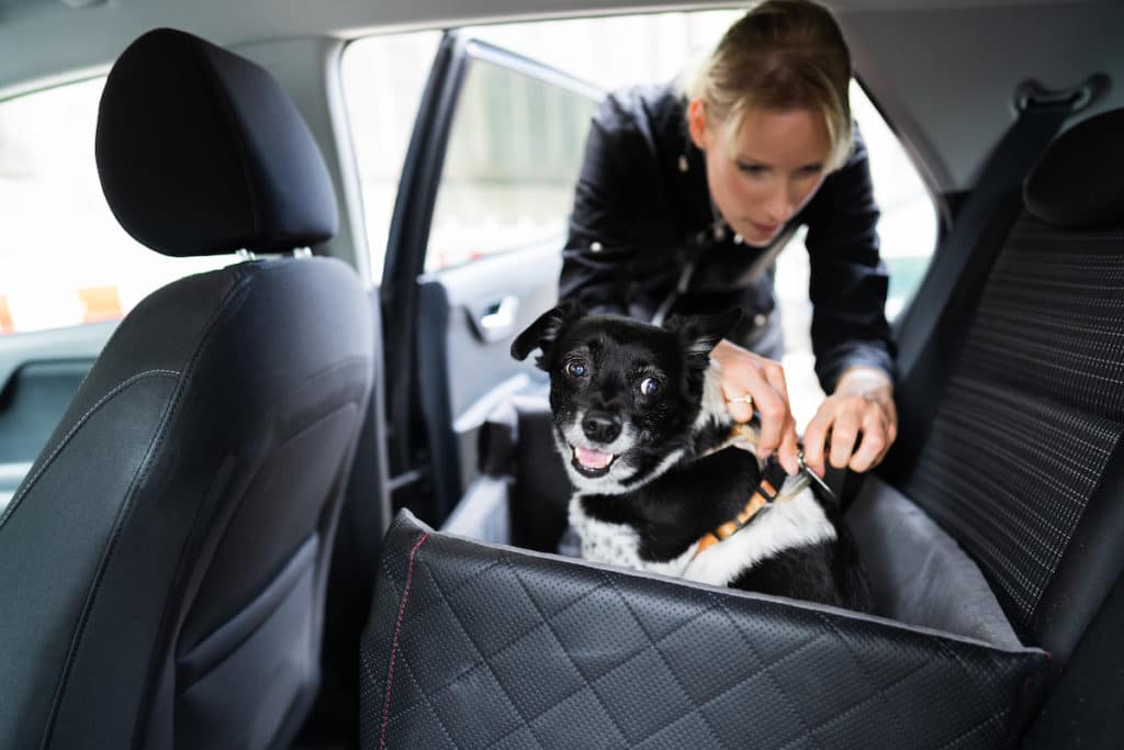 car care for pets