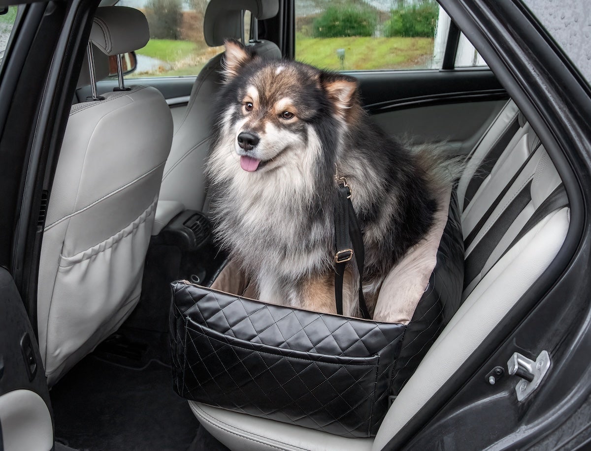 pet car accessories