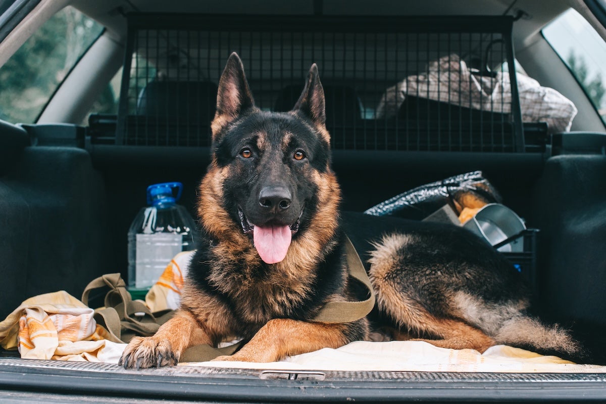 best cars for dogs