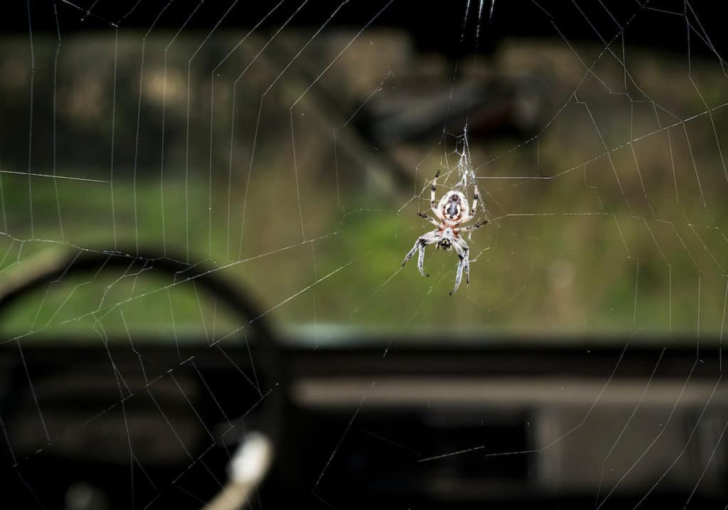 how to get spiders out of your car