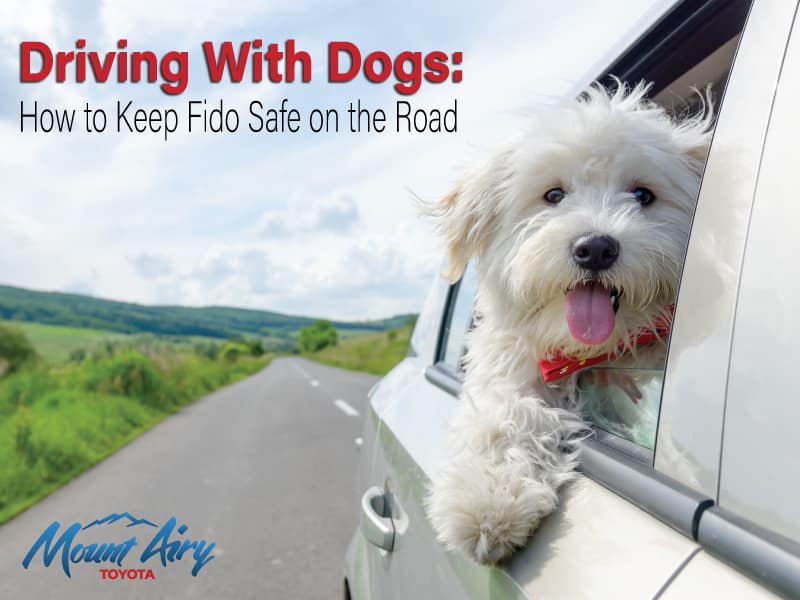 Car Safety and Your Dog