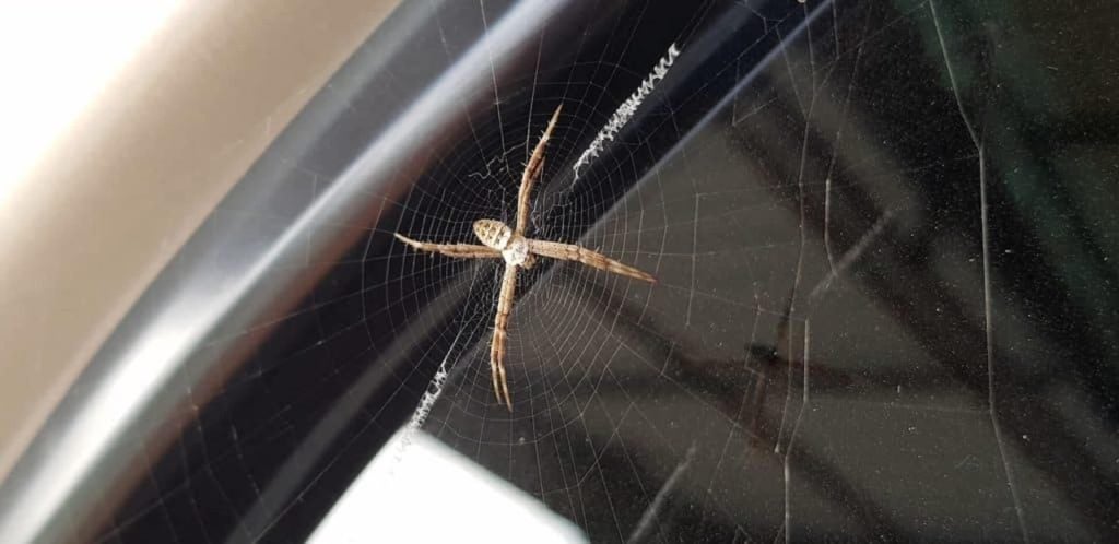 spiders in my car