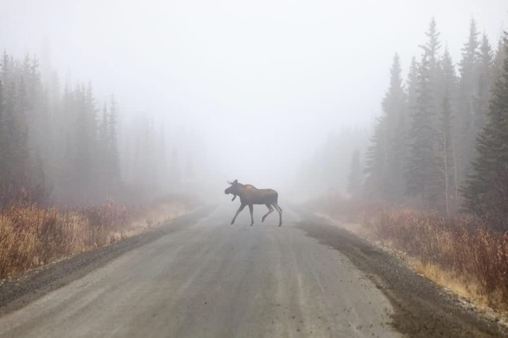 Clermont moose test guide