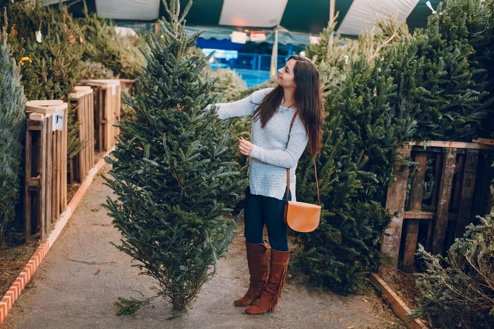 christmas tree shopping in clermont florida