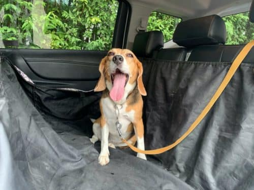 Car Accessories You Need To Protect Your Back Seats With Pets