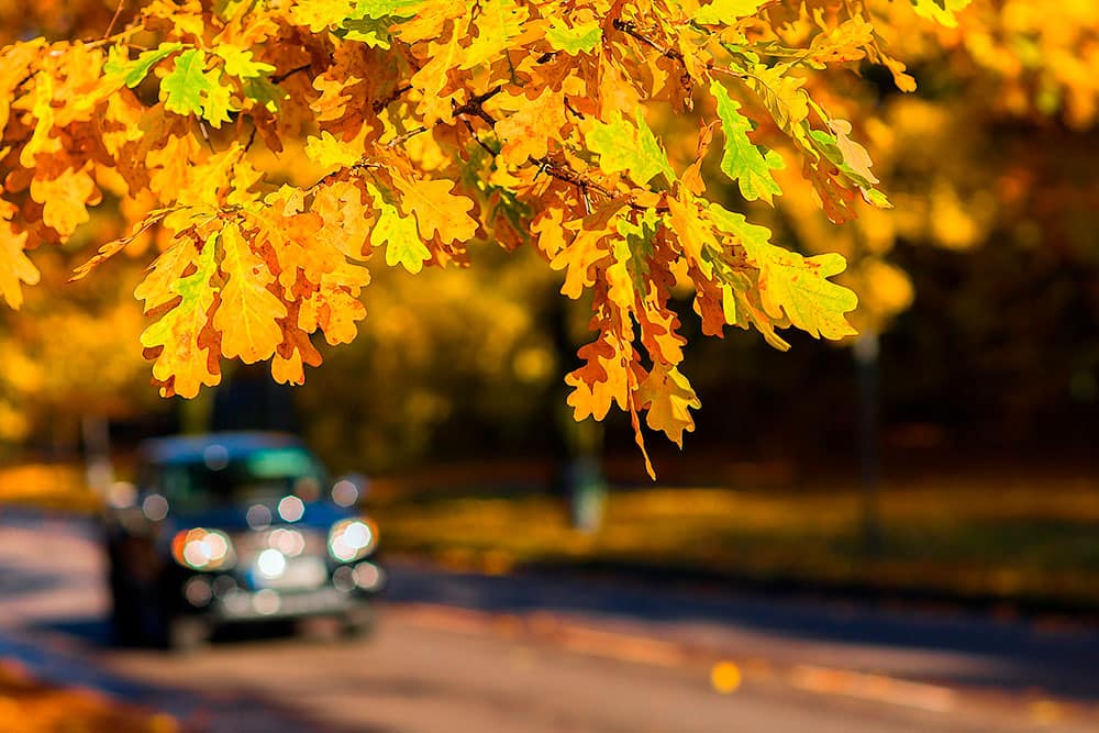 fall car care from Toyota of Clermont.