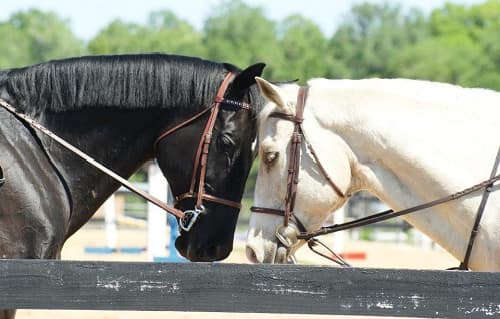 Horses
