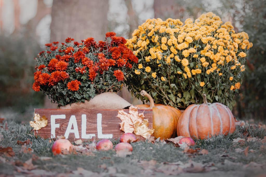 Fall sign with mums and pumpkins