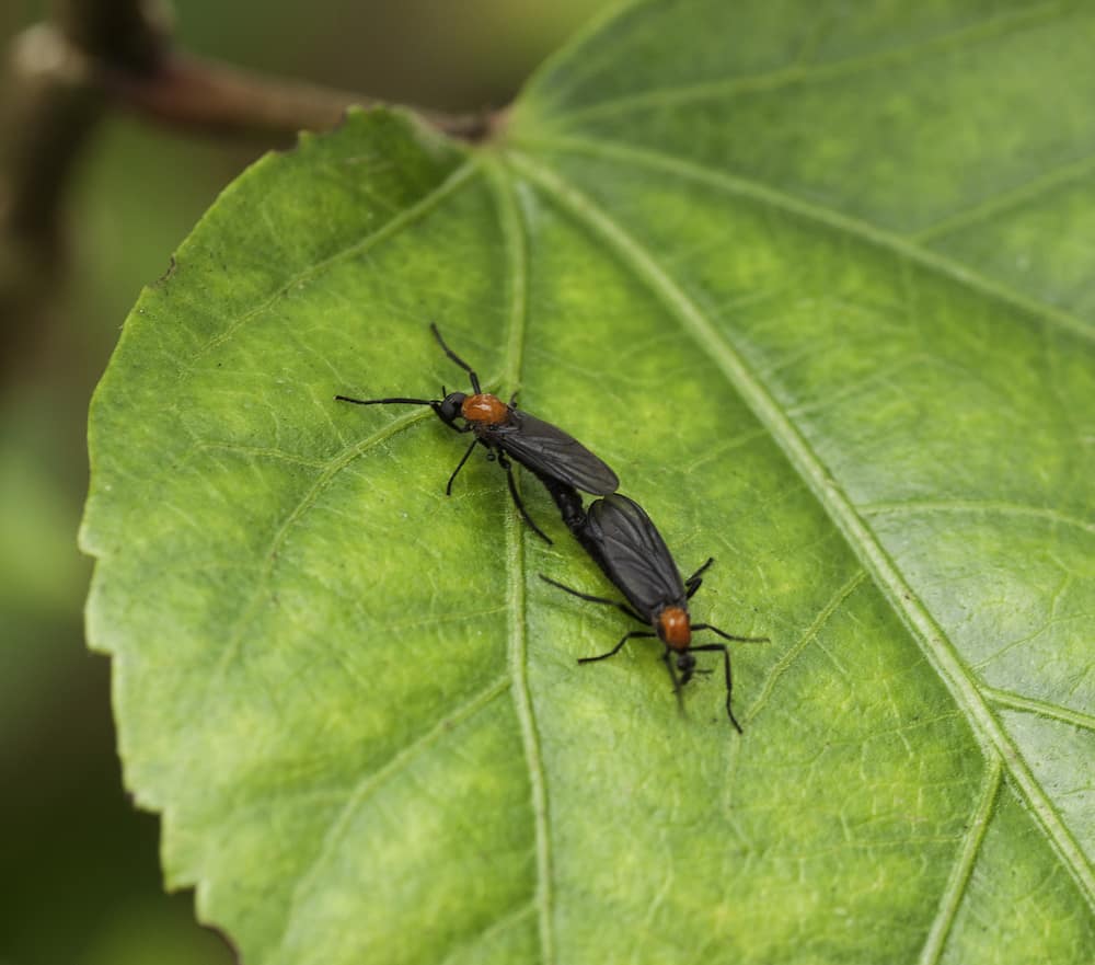 Lovebug Season