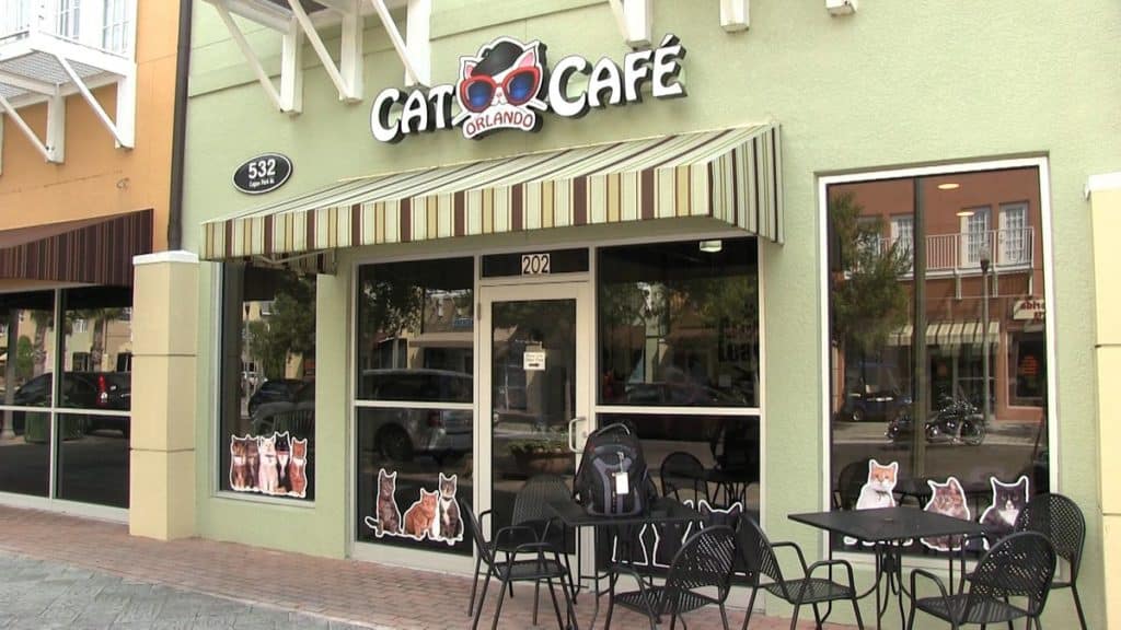 Cat cafe near Orlando
