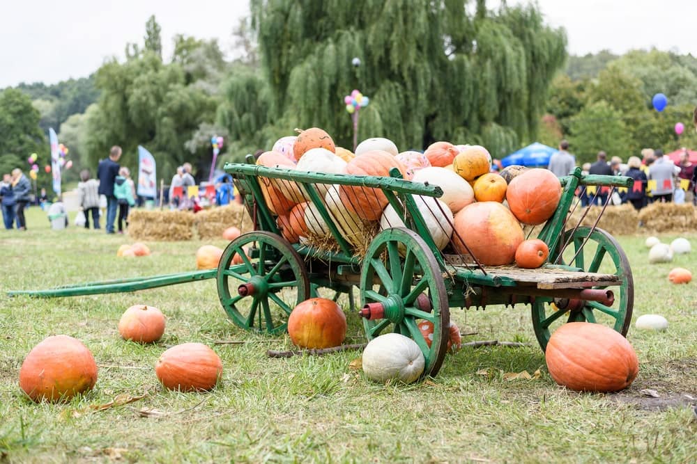fall festivals near clermont, fl