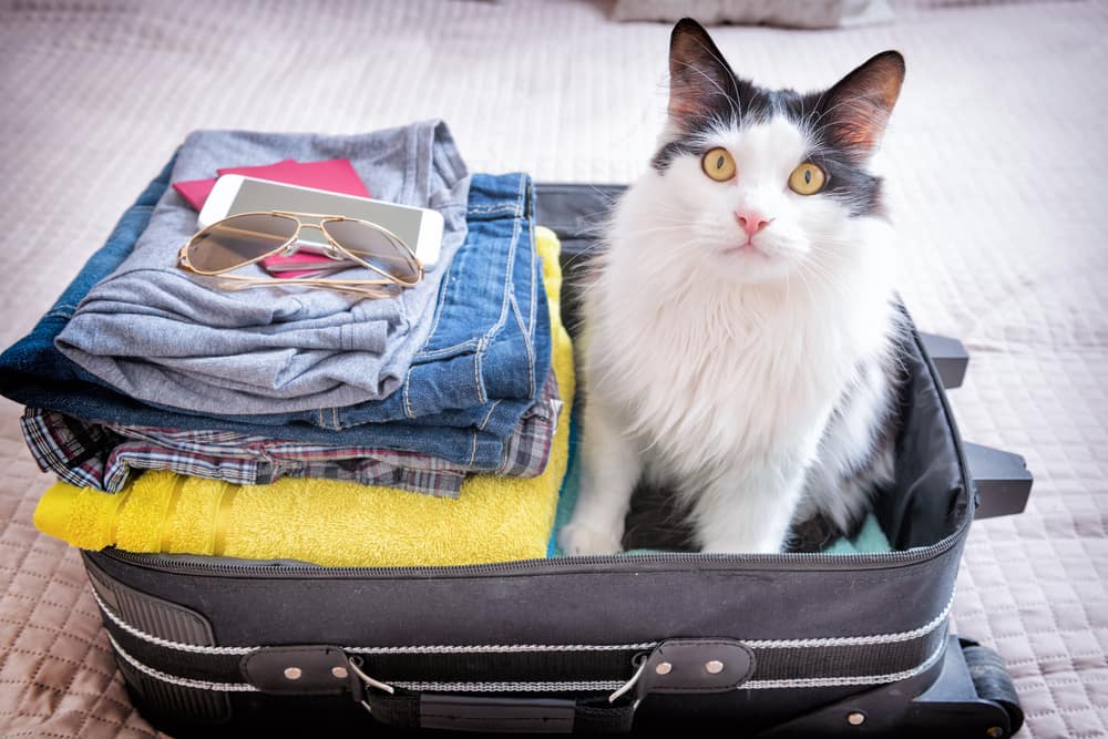 Road trip tips from Toyota of Clermont.