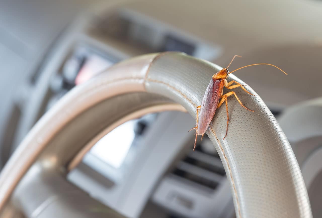 roaches in your car