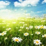 flowers-spring-21-newsletter-2-150x150