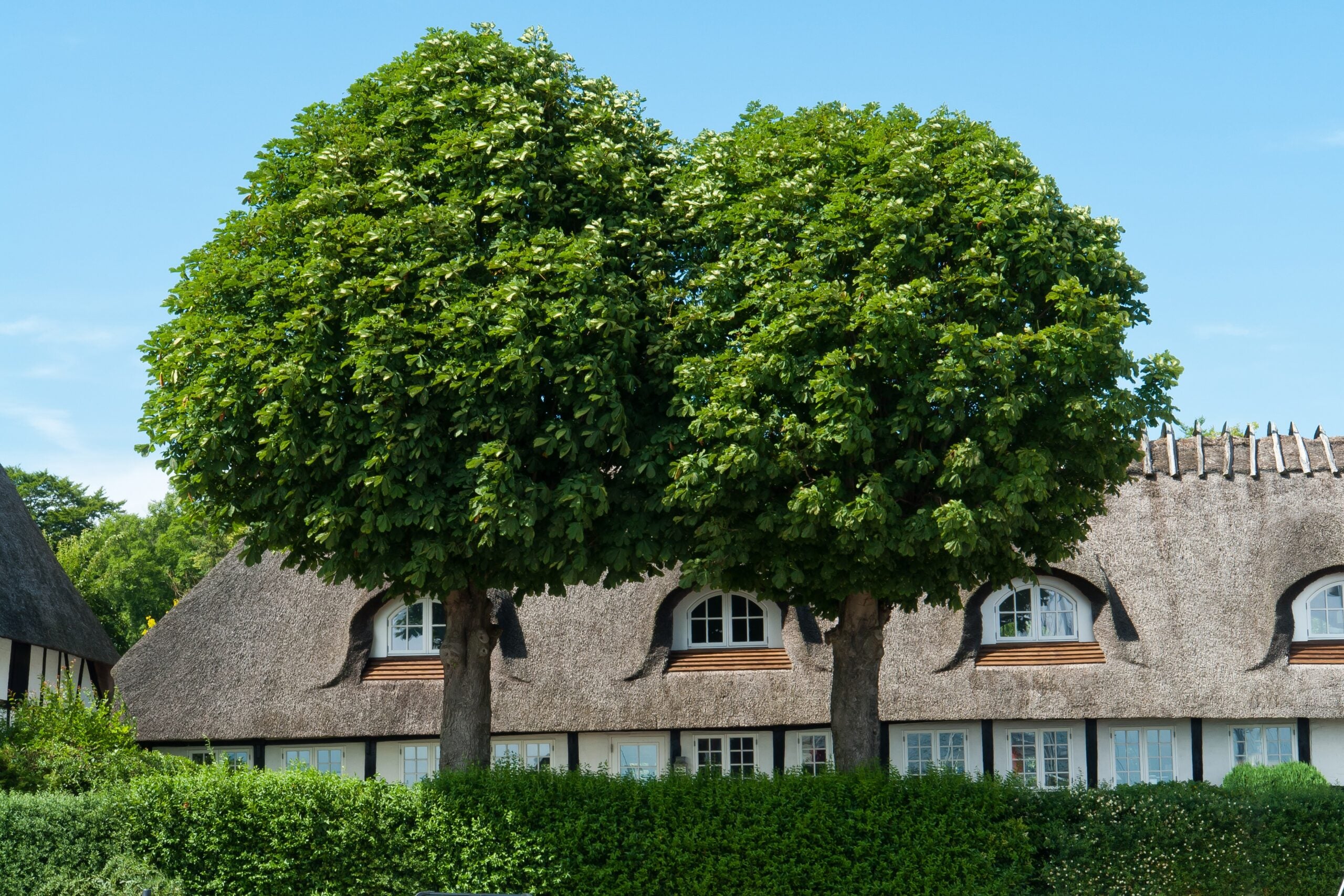 Oak trees in front of a house