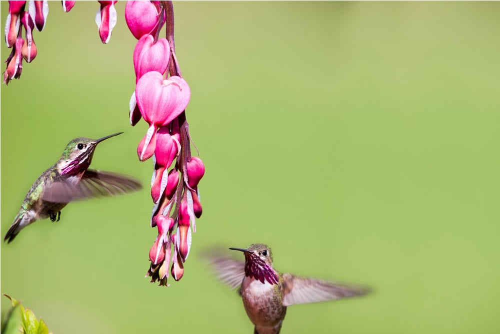spring-bird-flowers