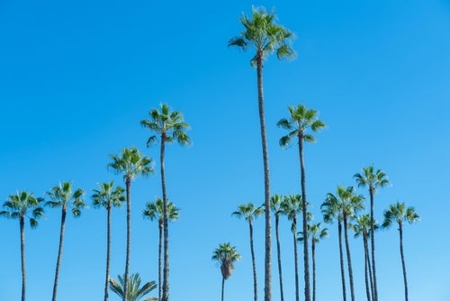 Palm Trees