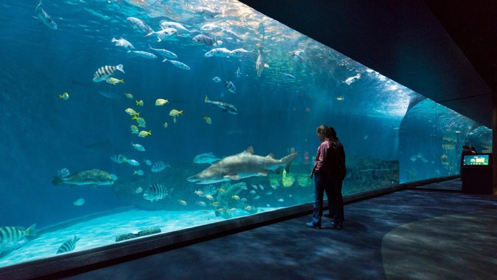Roanoke Island NC Aquarium Fish Tank