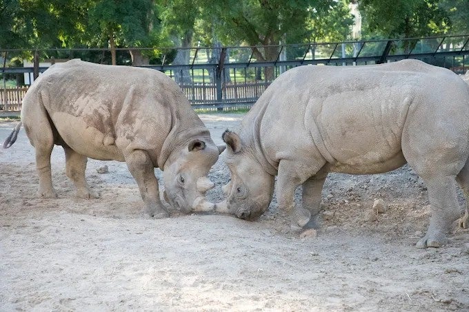 Rhinos at Lee Richardson Zoo in Finney County near Robert Brogden's Garden City GMC