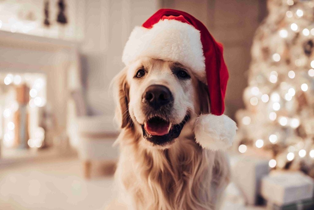 Dog in a santa hat