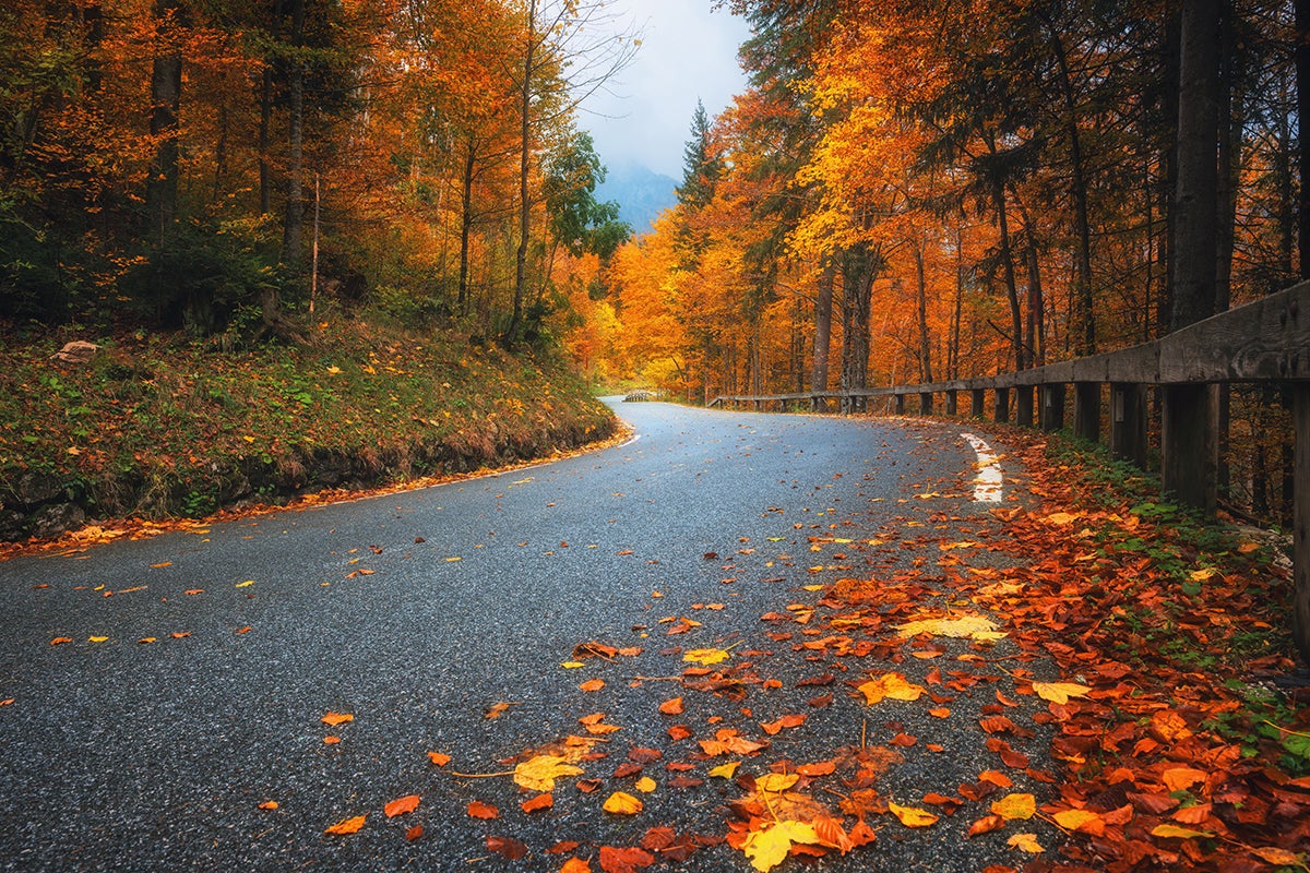 Road,With,Fallen,Leaves,In,Beautiful,Forest,In,Golden,Autumn.