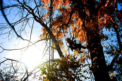 Person climbing tree