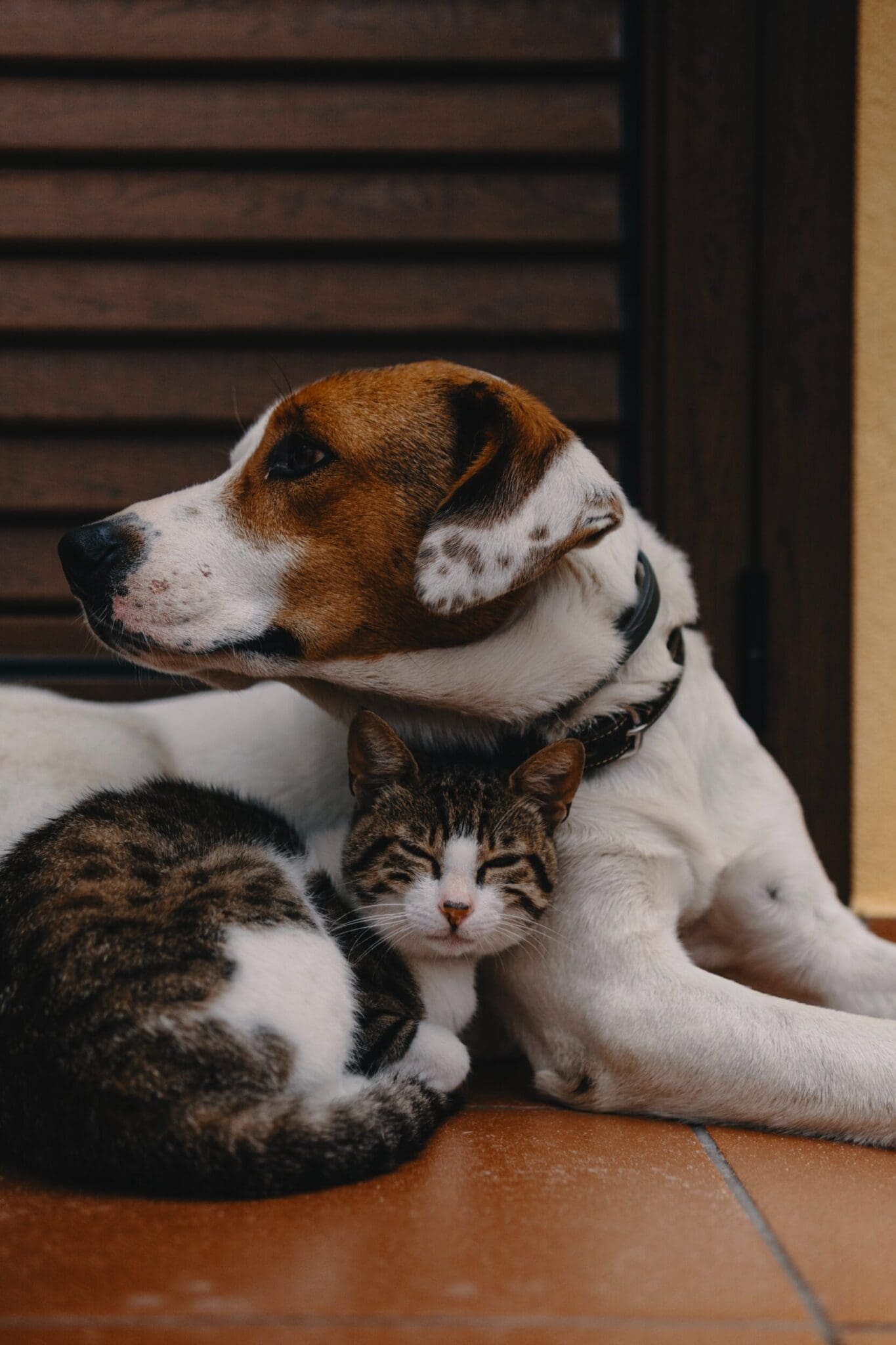 HVAC Tips for pet owner