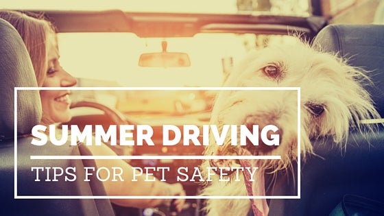 Pet Safety Tips