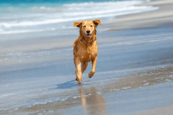 dog running on beach