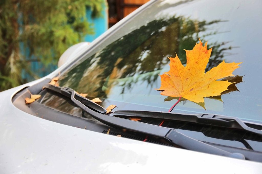 Fall leaf on windshield