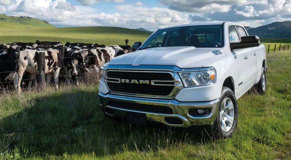 A white 2021 Ram 1500 is parked in a field with cows after leaving the used Ram dealership in KY.